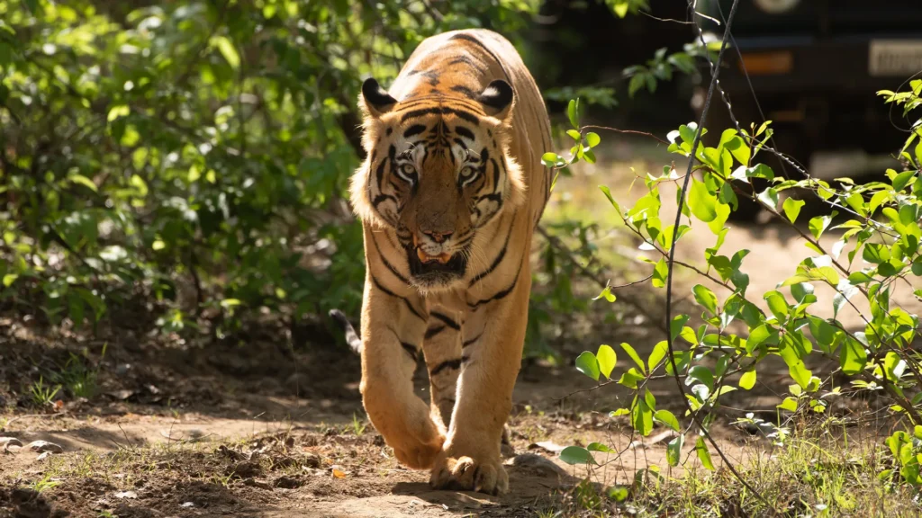 family stay near Panna Tiger Reserve