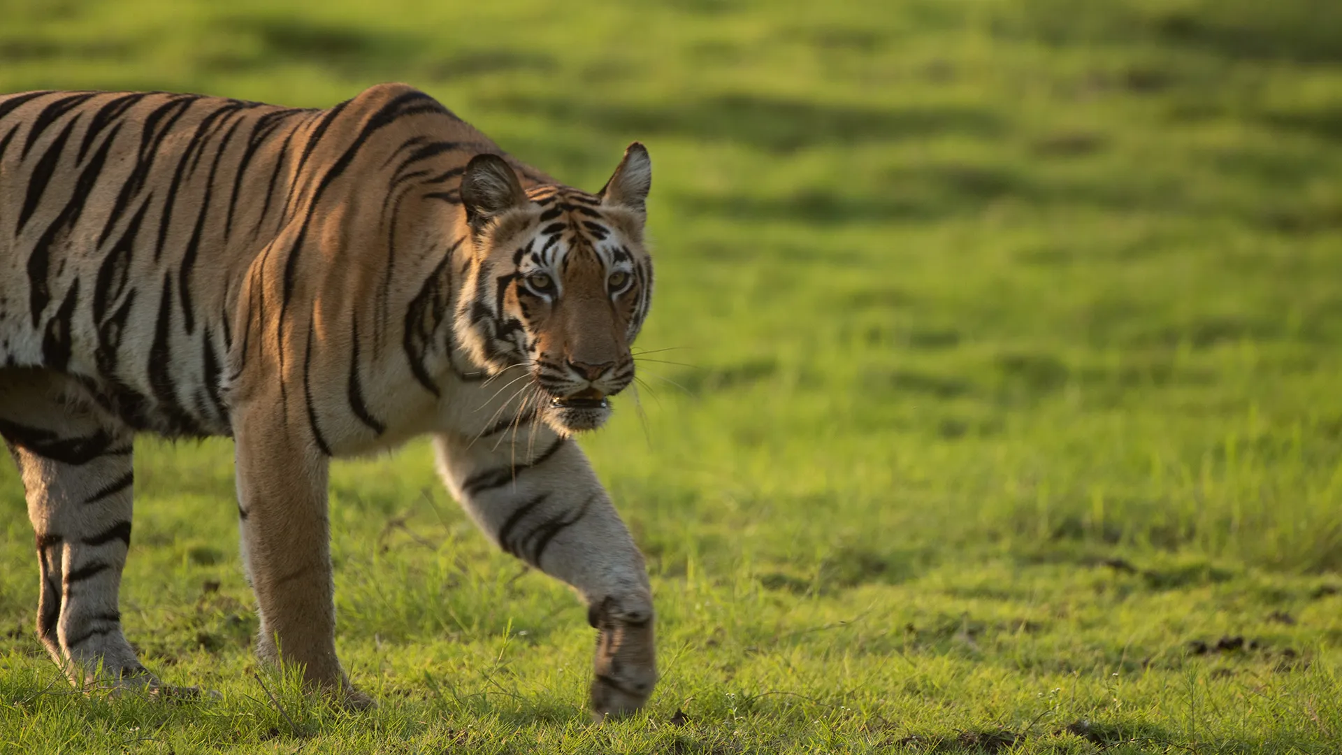 best safari for families