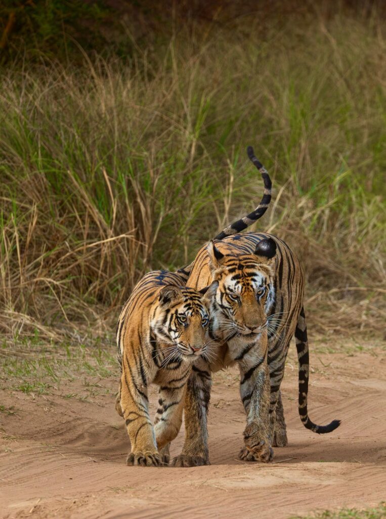 Best Tiger sightings at Panna