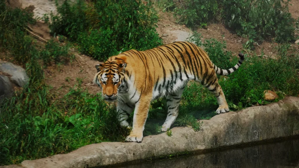 Best Tiger sightings at Panna
