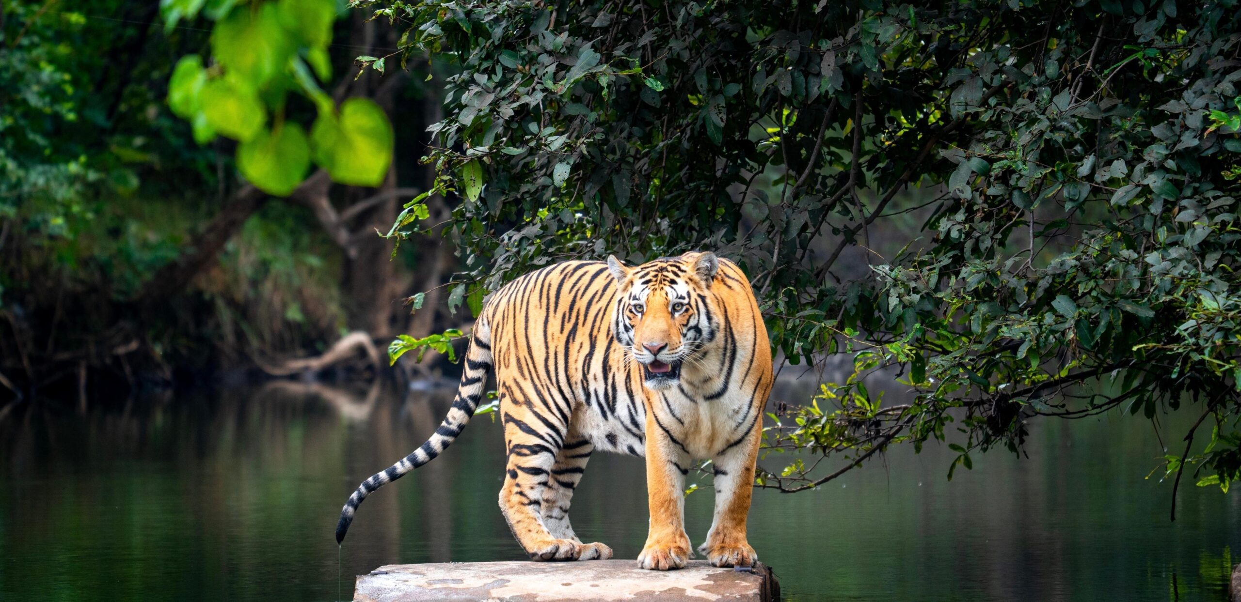 Best Resort for Tiger Sighting in Panna
