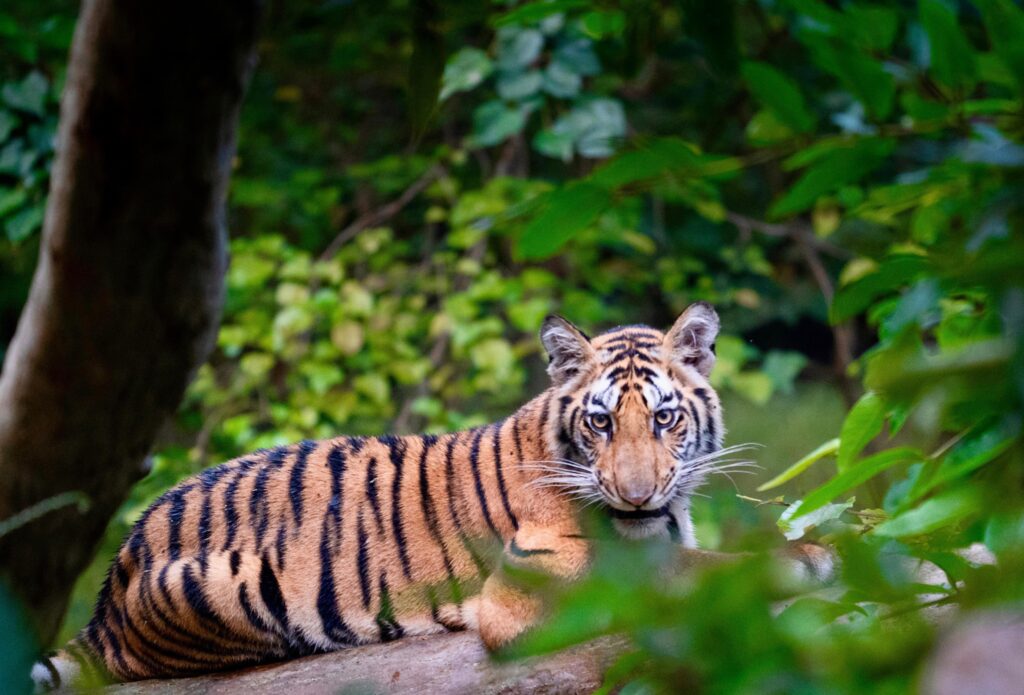 safari resort deals near Panna