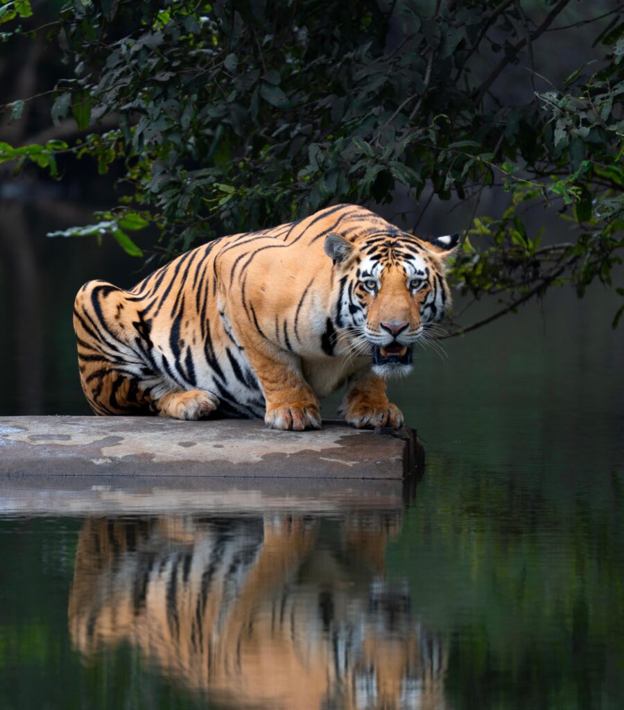 best camera for safari photography