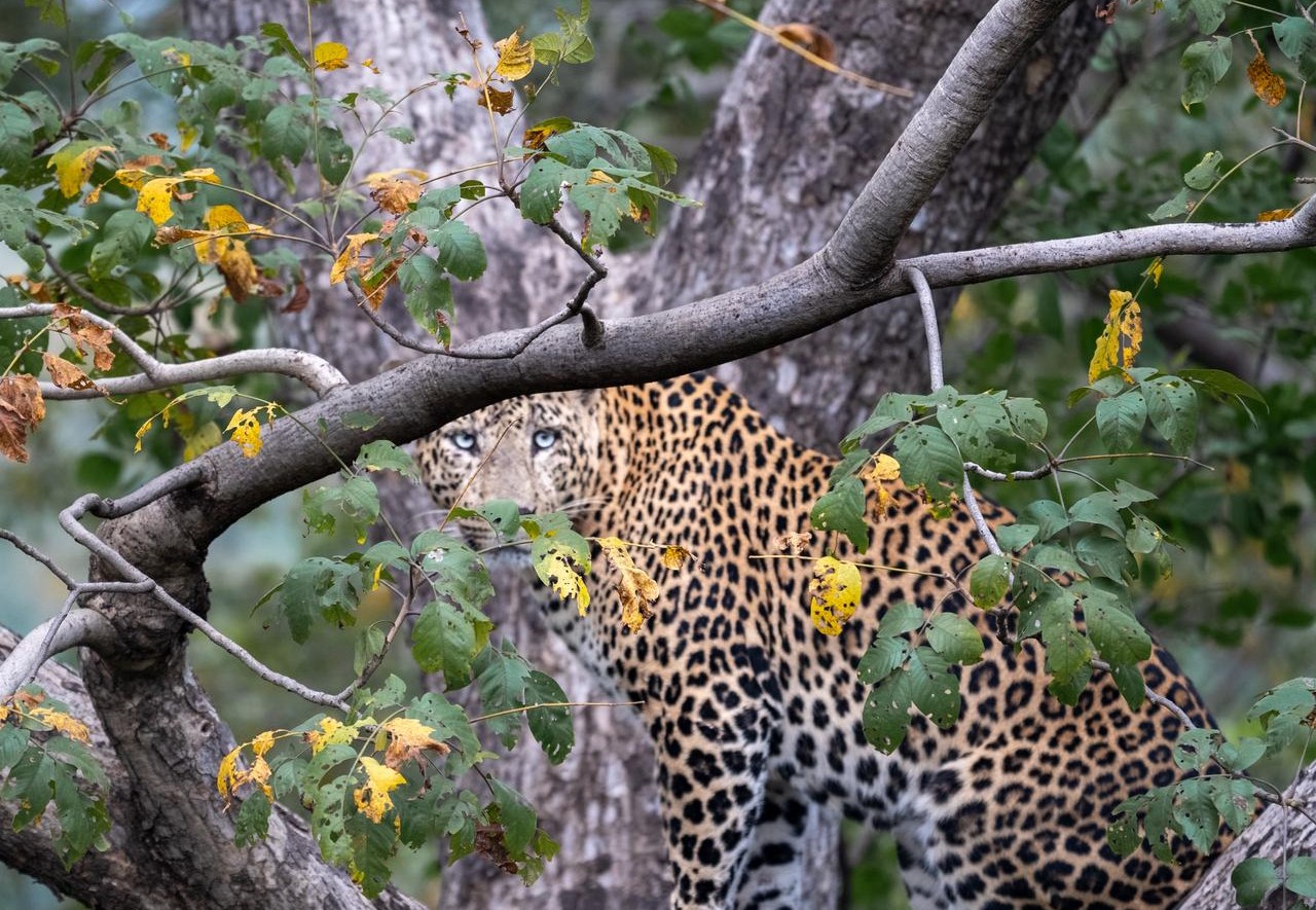 tiger safari booking tips